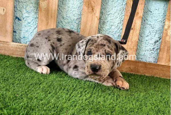---greatdane-158_7