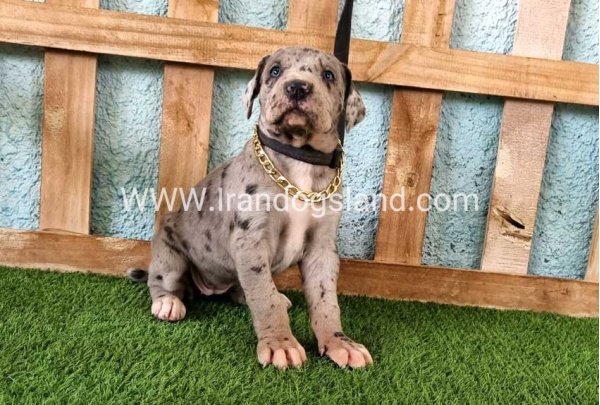 ---greatdane-158_8