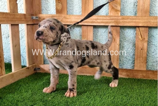 ---greatdane-158_9
