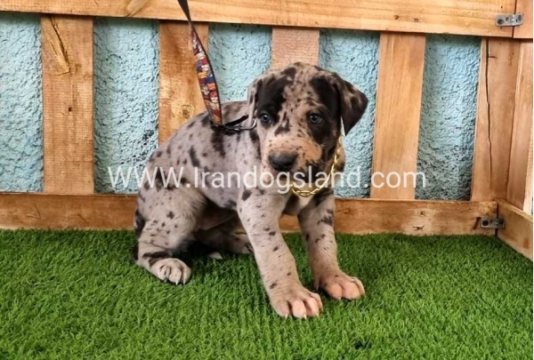 ---greatdane-160_1