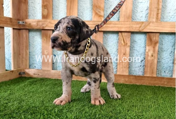 ---greatdane-160_10
