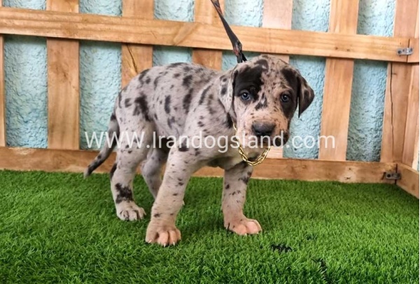 ---greatdane-160_11