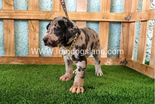 ---greatdane-160_12