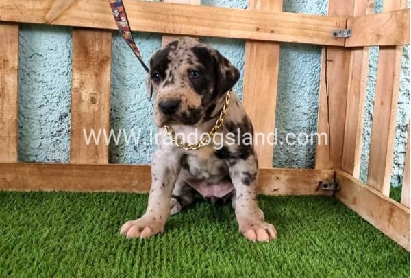 ---greatdane-160_13