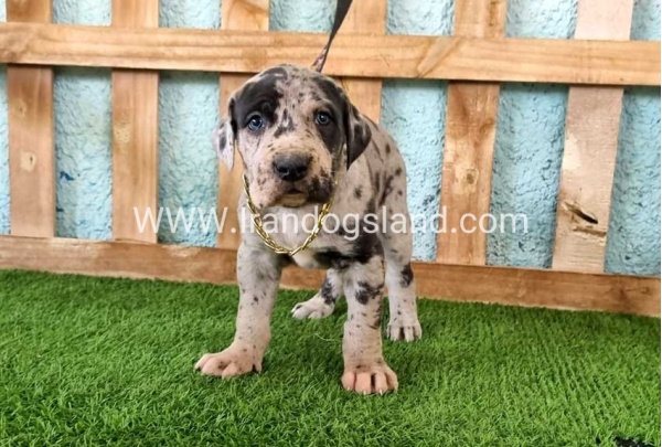 ---greatdane-160_2