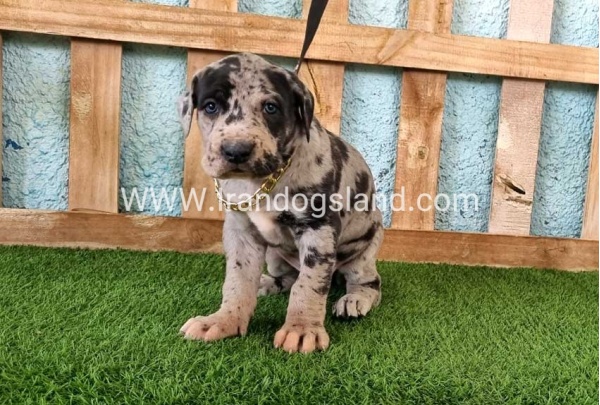 ---greatdane-160_3