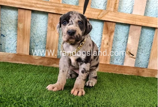 ---greatdane-160_4