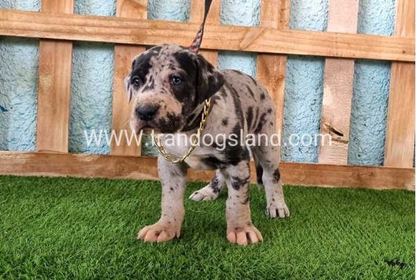 ---greatdane-160_5