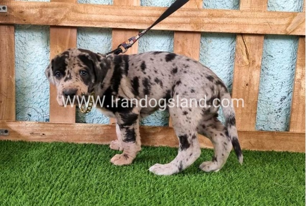 ---greatdane-160_6