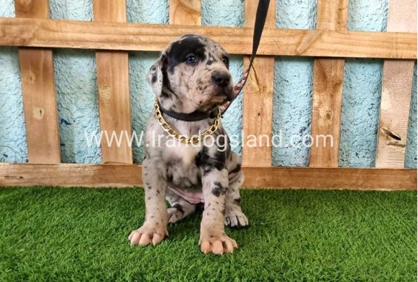 ---greatdane-160_7