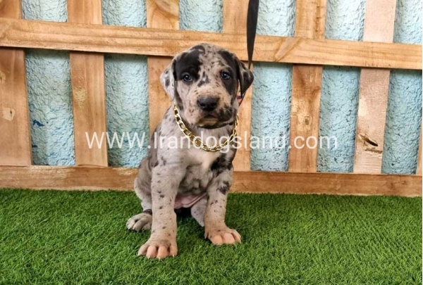 ---greatdane-160_8