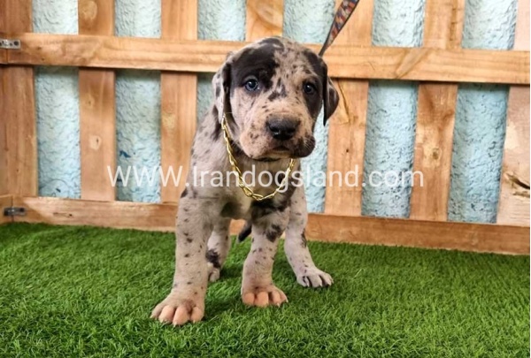 ---greatdane-160_9