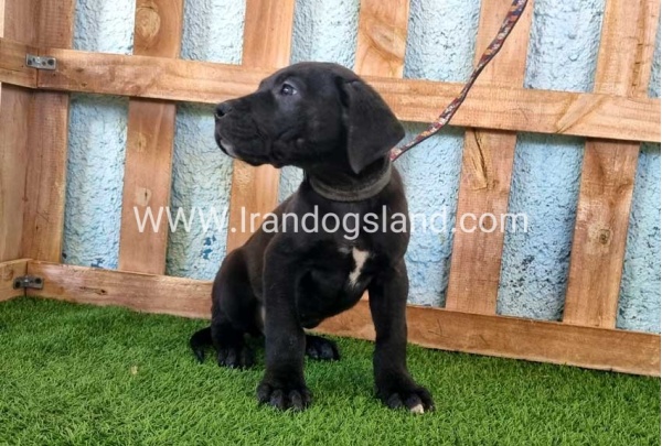 ---greatdane-161_1