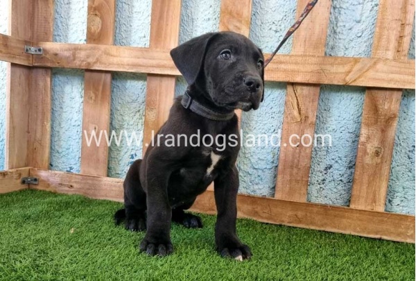 ---greatdane-161_2