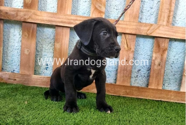 ---greatdane-161_4