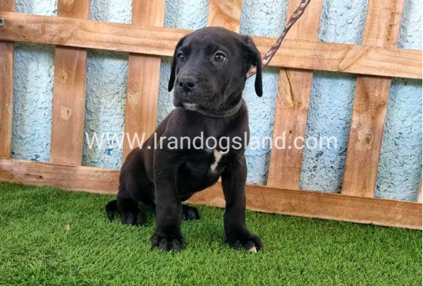 ---greatdane-161_5