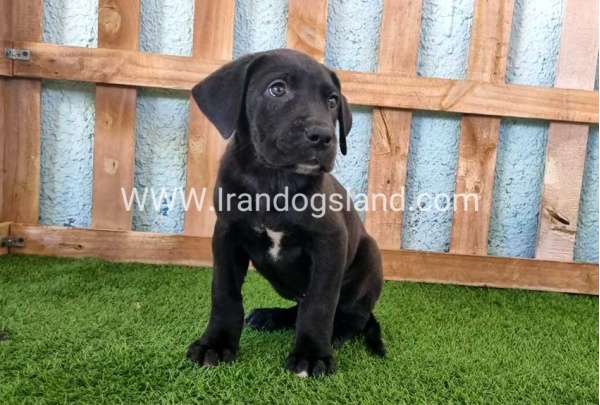 ---greatdane-161_6