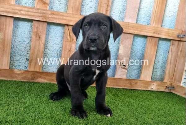 ---greatdane-161_8