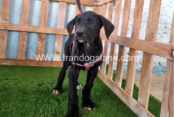 ---greatdane-165_1