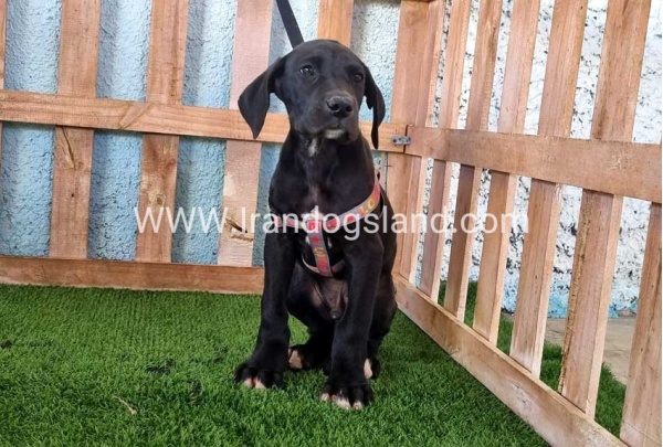 ---greatdane-165_10