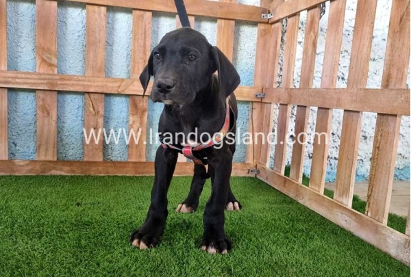 ---greatdane-165_11