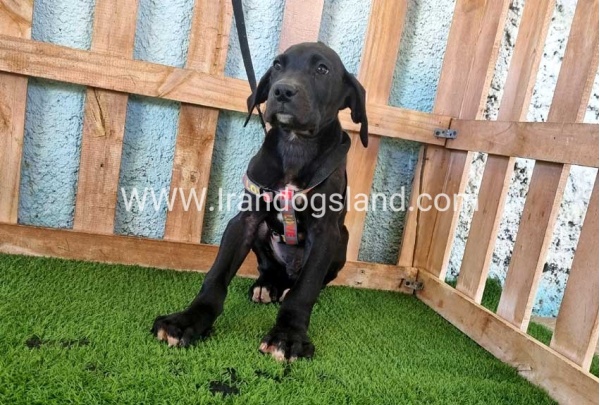 ---greatdane-165_2