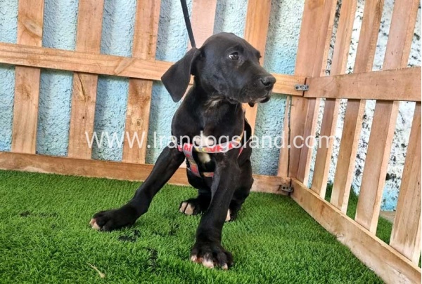 ---greatdane-165_3