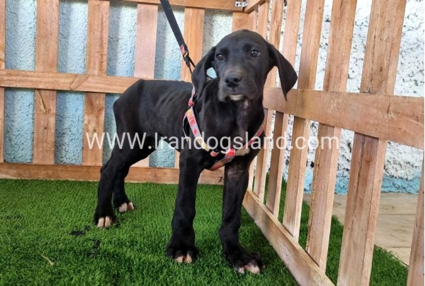 ---greatdane-165_4