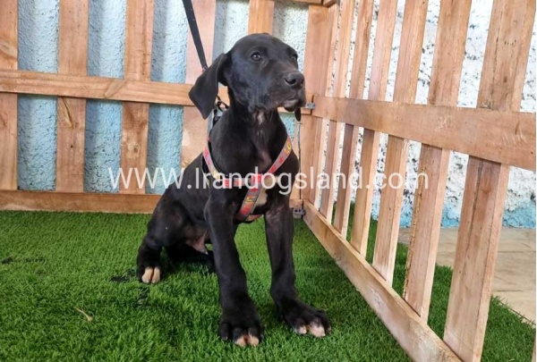 ---greatdane-165_5
