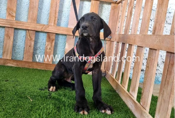 ---greatdane-165_6