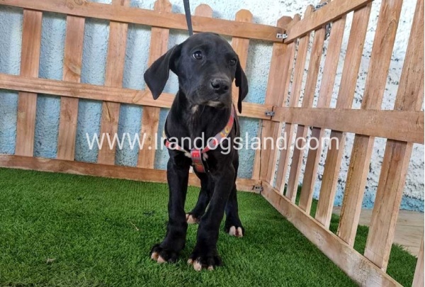---greatdane-165_7