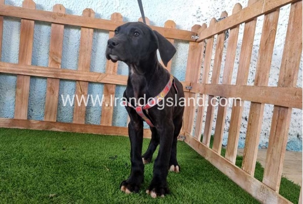 ---greatdane-165_8