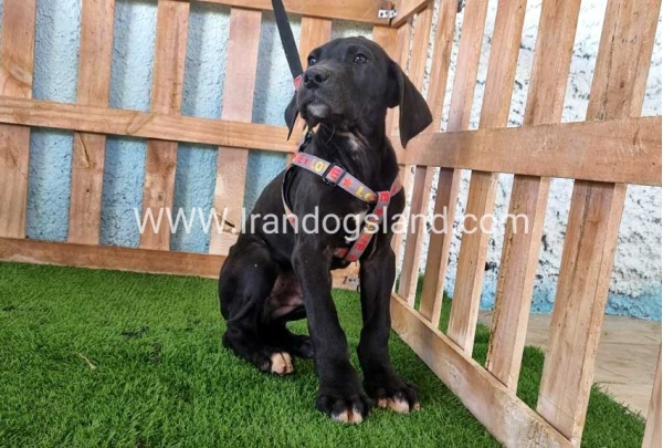 ---greatdane-165_9