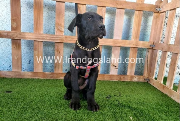 ---greatdane-166_1