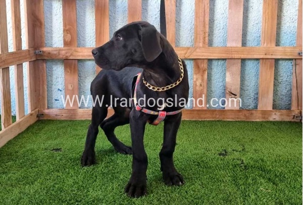 ---greatdane-166_5
