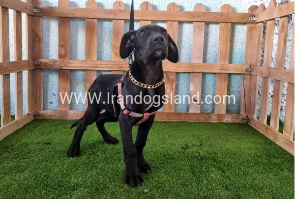 ---greatdane-166_6