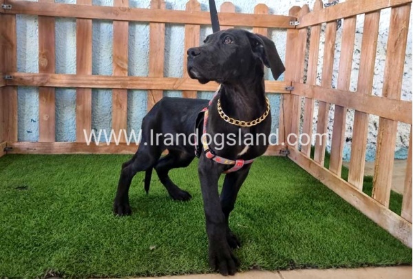 ---greatdane-166_7