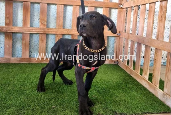 ---greatdane-166_8