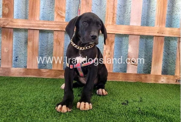 ---greatdane-167_1
