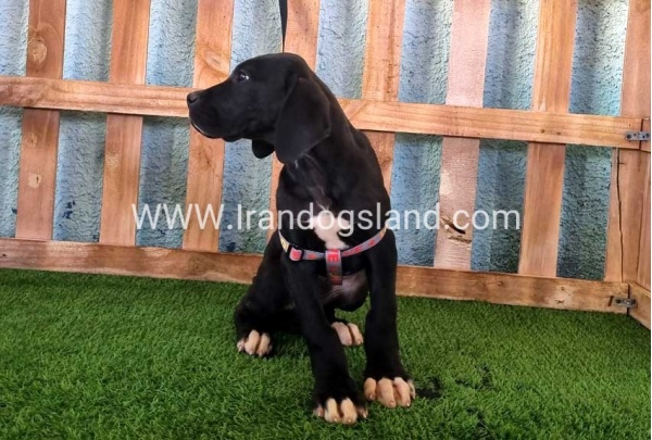 ---greatdane-167_2