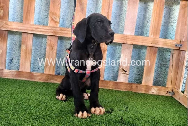 ---greatdane-167_3