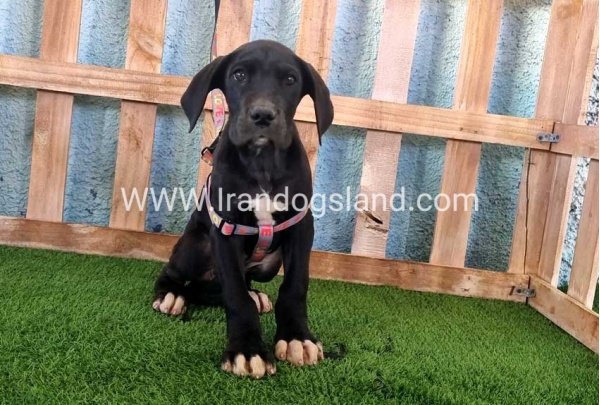 ---greatdane-167_4