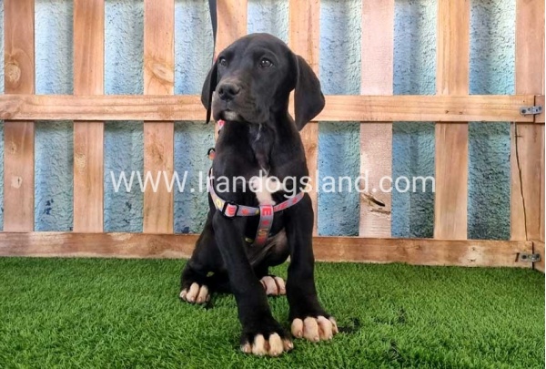 ---greatdane-167_5