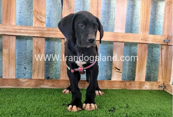 ---greatdane-167_6