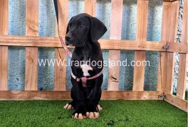 ---greatdane-167_7