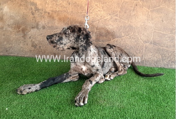 ---greatdane-59__1