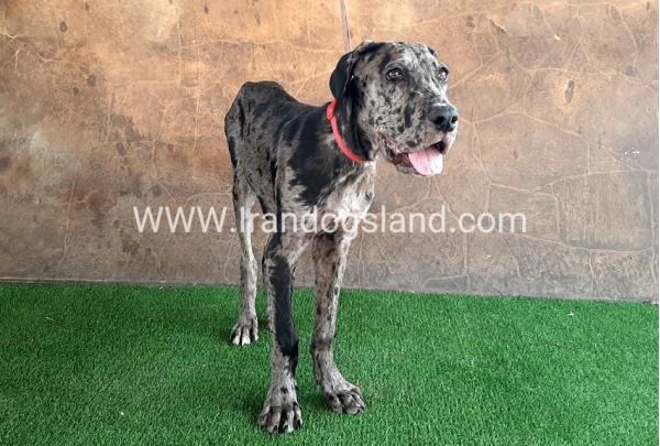 ---greatdane-59__10