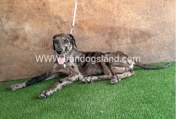 ---greatdane-59__11
