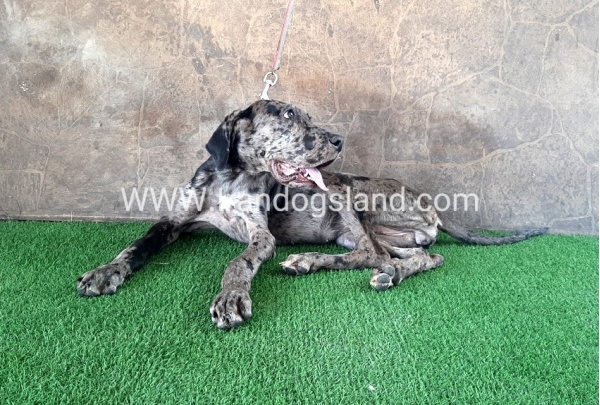 ---greatdane-59__12