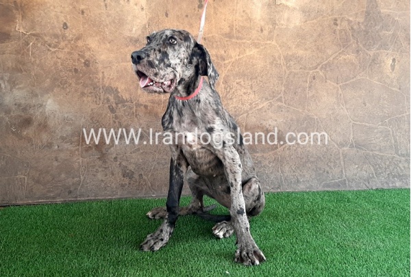 ---greatdane-59__2